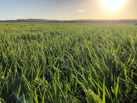 Rice Field